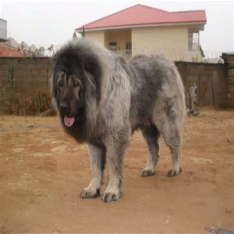 caucasian dog in nigeria|Nigerian Caucasian Shepherd Dog Club .